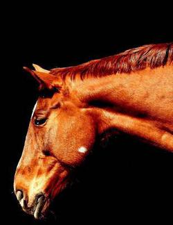 Horses|Wild Pages Press
