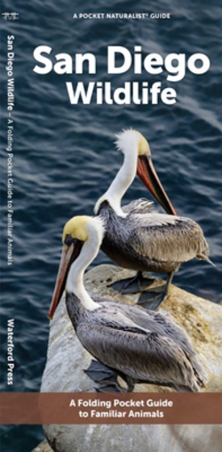 San Diego Wildlife|J. M. Kavanagh