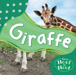 Giraffe|Alex Hall
